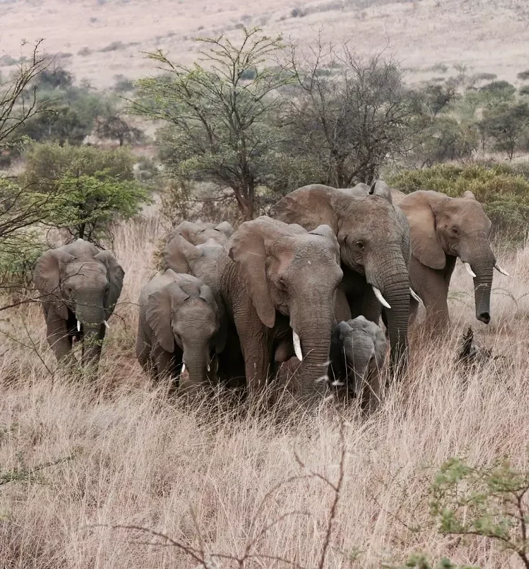 AnyConv.com__mozogo parc